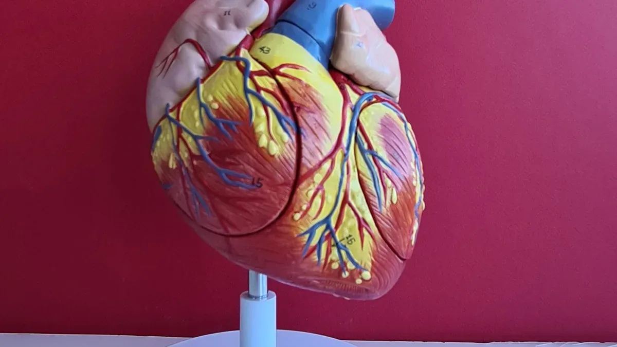 Modelo anatómico del corazón humano con cámaras y vasos señalados para explicar cómo funciona el corazón